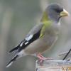 Evening Grosbeak photo by Ricky D. Olson