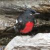 Painted Redstart photo by Ricky D. Olson