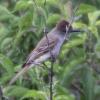 Ash-throated Flycatcher photo by Sally Schipke Rall