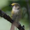 White-eyed Vireo photo by Tim Ray