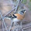 Brambling photo by Doug Backlund