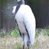 Wood Stork photo by Ricky D. Olson