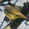 Connecticut Warbler photo by Doug Backlund
