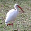 White Ibis photo by Ricky D. Olson