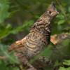Ruffed Grouse photo by Doug Backlund