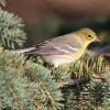 Pine Warbler photo by Gary Small