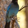 Steller's Jay photo by Paul Roisen