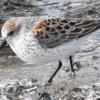 Western Sandpiper photo by Jeff Palmer