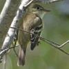 Alder Flycatcher photo by Cheryl Vellenga