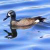 Blue-winged Teal photo by Mick Zerr