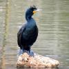 Double-crested Cormorant photo by Mick Zerr