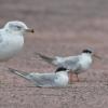 Forster's Tern photo by Roger Dietrich