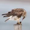 Rough-legged Hawk photo by Doug Backlund