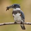 Belted Kingfisher photo by Doug Backlund