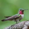 Broad-tailed Hummingbird photo by Doug Backlund