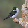 Violet-green Swallow photo by Doug Backlund