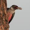 Lewis's Woodpecker photo by Doug Backlund