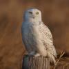 Snowy Owl photo by Doug Backlund