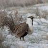Greater Sage-Grouse photo by Doug Backlund