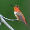 Rufous Hummingbird photo by Doug Backlund