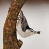 White-breasted Nuthatch photo by Doug Backlund