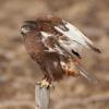 Ferruginous Hawk photo by Doug Backlund