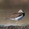 Solitary Sandpiper photo by Doug Backlund