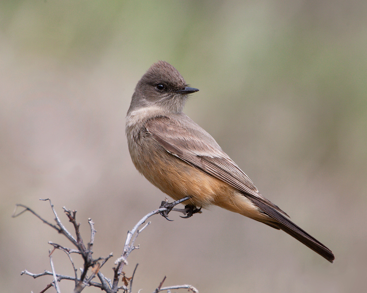 birds-of-south-dakota