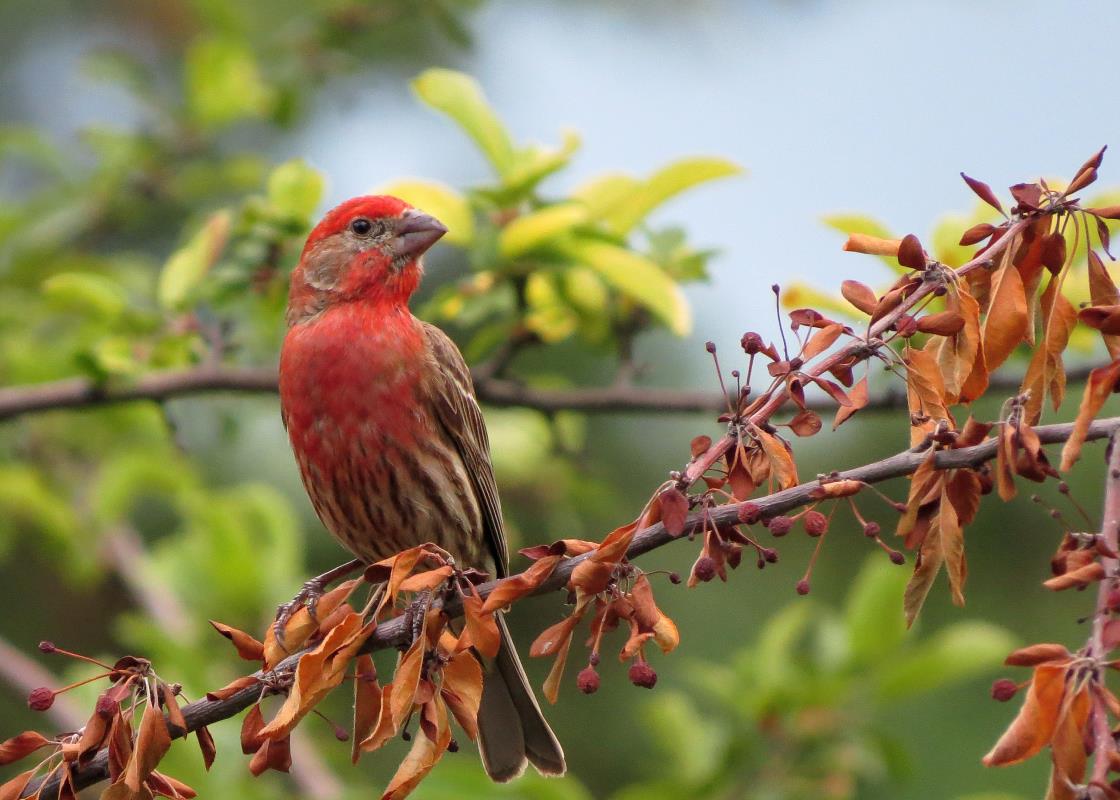 Birds of South Dakota